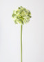 Allium Artificial Flower In Cream Green (Bundle Of 2)
