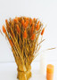 Autumn Orange Preserved Cattails Bundle