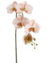 Phalaenopsis Silk Orchid In Peach Cream - 26" Tall X 3.75" Blooms