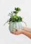 Artificial Plant Mixed Fake Succulents In Pumpkin Pot - 14" Tall