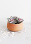 Mini Round Terracotta Planter