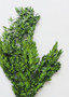 Preserved Boxwood Bundle