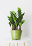 Live " White Wood Pre-Potted Succulent Planter - Ships Alone SHS-1_WD_WHT_FN_