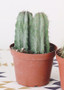 Live 6" Cactus - Bundle Of 2 - Ships Alone