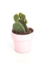 Live Cactus With Terracotta Planter In Pink - Ships Alone