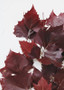 Bundle Of 2 - Autumn Red Preserved Sycamore Branches