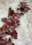 Bundle Of 2 - Autumn Red Preserved Sycamore Branches