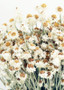 Dried Ammobium Flowers