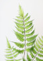 Artificial Forest Fern Leaves - 34" Tall (Bundle Of 2)