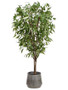 8.5' Eucalyptus Tree In Tin Planter Green WT5041-GR