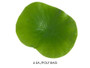 4.75" Lotus Leaf Coaster (6 Ea./Poly Bag) Green 12 Pieces AA8822-GR