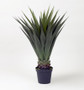 Jumbo Agave Plant (TL716)