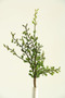 14" Pittosporum Spray (GR1878)