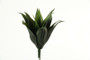 15" Agave Plant X 15 (GR973)