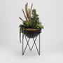 Ruffle Echeveria, Jade Plant, Mini Yucca And Driftwood In Round Black Resin Planter With Metal Stand (189083)