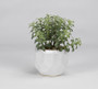 Tree Succulents In Glossy White Ceramic Bowl (189011)