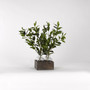 Bay Leaf Branches In Glass Jars In Wooden Crate (184032)