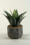 Red/Green Agave Plant In Cermiac Planter (154050)