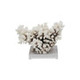 Brownstem Coral 10-12 Inch On Acrylic Base (8092-M)