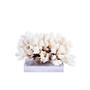 Brownstem Coral 10-12 Inch On Acrylic Base (8092-M)