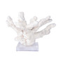 Catspaw Coral 7-10 Inch On Acrylic Base (8086-S)