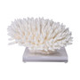 Finger Coral 12-15 Inch On Acrylic Base (8081-L)