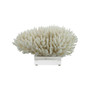 Finger Coral 12-15 Inch On Acrylic Base (8081-L)