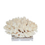 Cluster Coral 12-15 Inch On Acrylic Base (8078-L)