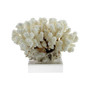 Cluster Coral 12-15 Inch On Acrylic Base (8078-L)