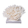 Birdsnest Coral 10-12 Inch On Acrylic Base (8072-M)