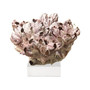 Barnacle Coral 12-15 Inch On Acrylic Base (8071-L)