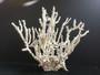 Octopus Coral Creation On Acrylic Base Large (2528-CRT)