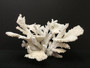 Table Reef Coral Creation On Acrylic Base (2522-CRT)