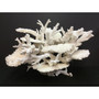 Table Reef Coral Creation On Acrylic Base (2522-CRT)