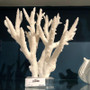 Staghorn Coral 15 (8083-L)
