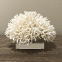 Birdsnest Coral 9 - 10 (8072-S)