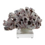 Barnacle Coral 9-10 (8071-S)