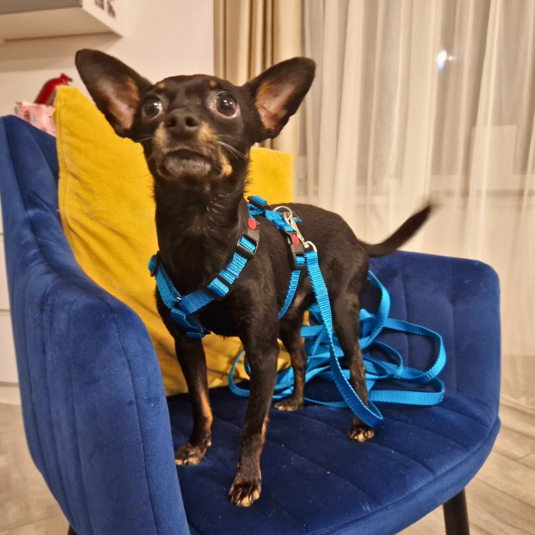 Dog Harness Extra Small XS
