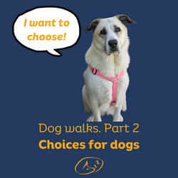 Dog Walks — Part 2. Choices