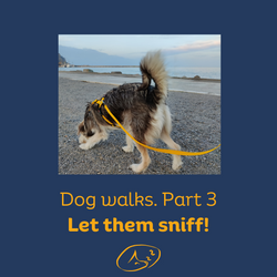 Dog Walks — Part 3. Sniffing 