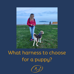 What harness to choose for a puppy?