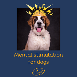 Mental stimulation for dogs