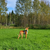 Escape-Proof Dog Harness Safety Strap | Extra Security for Sighthounds & Escape Artists