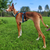 Escape-Proof Dog Harness Safety Strap | Extra Security for Sighthounds & Escape Artists