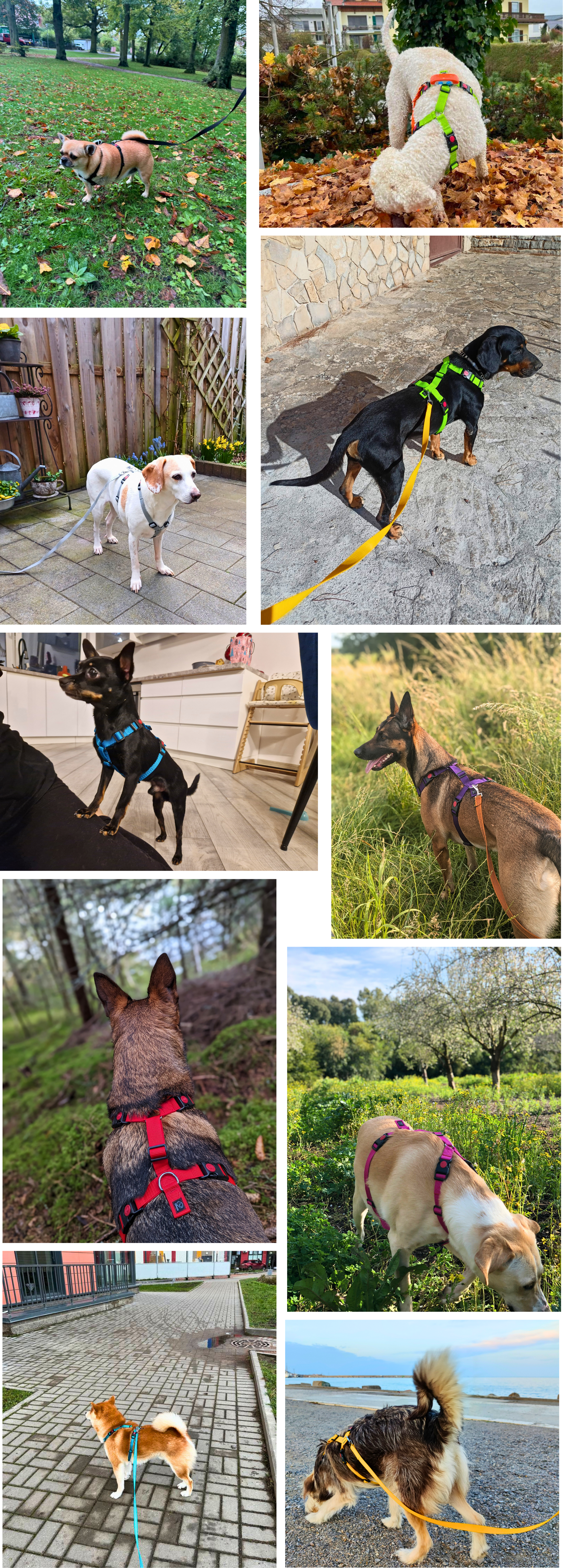 dog harness, small dog harness, big dog harness