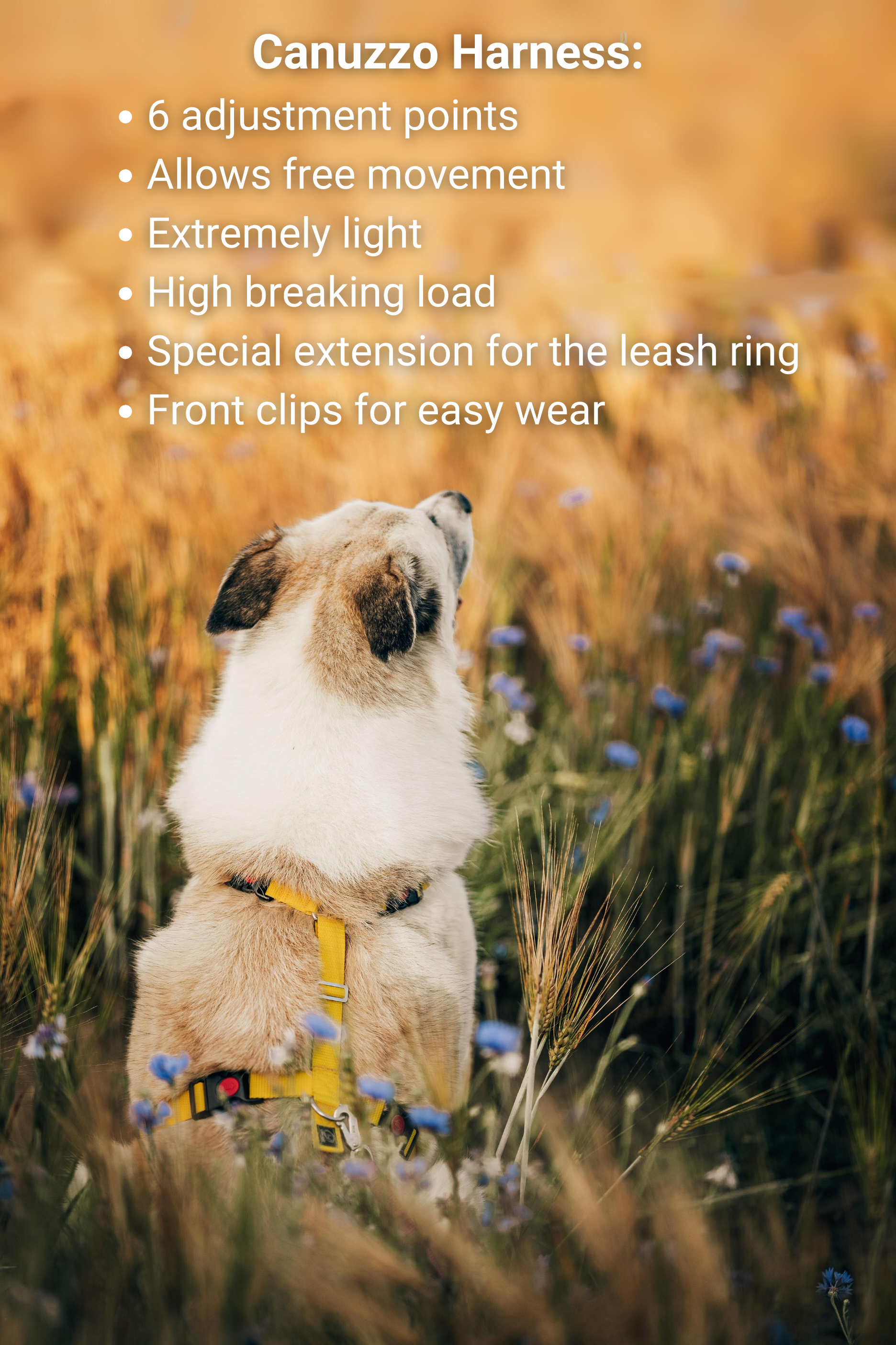 dog harness, dog H harness, dog Y harness