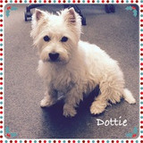 Dottie ready and waiting for the Christmas Rush !