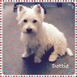 Dottie ready and waiting for the Christmas Rush !