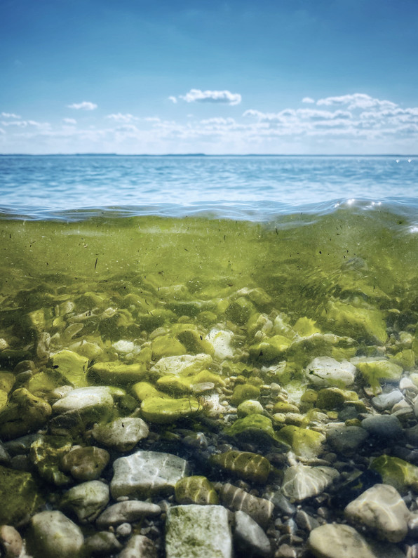 Algae Control & Pond Maintenance