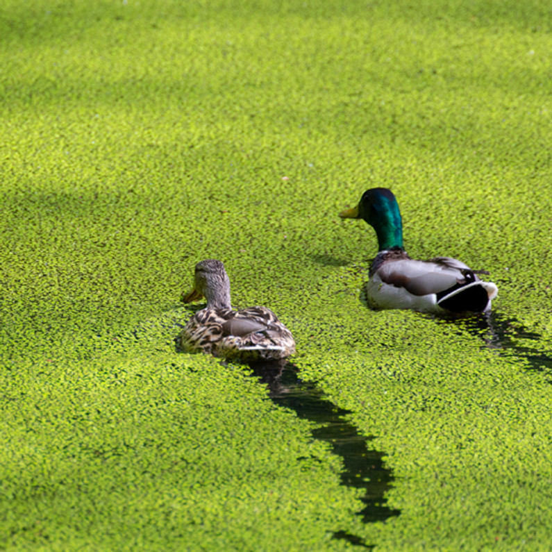 Prevention & Treatment of Duckweed